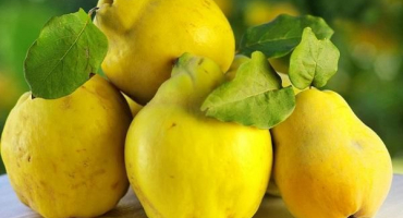 4 Nejlepší recepty na výrobu vína z kdoule doma